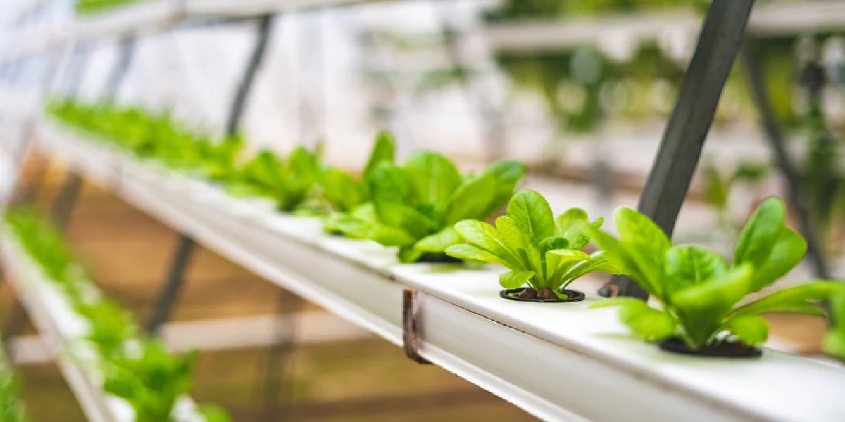 Hydroponic Plant Feminiser Guide: How To Ensure Successful Pollination