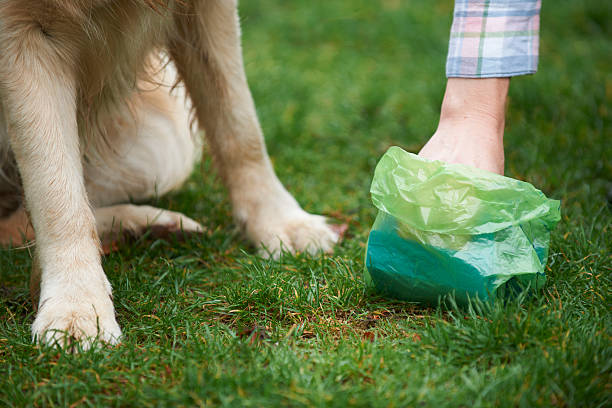 Top Tips For Dog Poop Removal Services